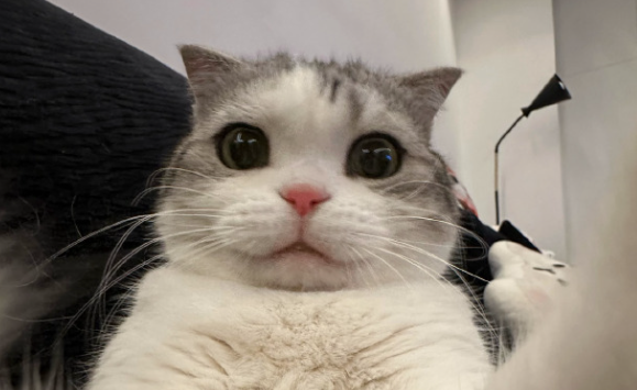 母猫发情有什么迹象 母猫发情有什么迹象