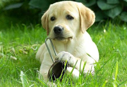 狗狗免疫力低下怎么调理 狗狗免疫力低下怎么调理