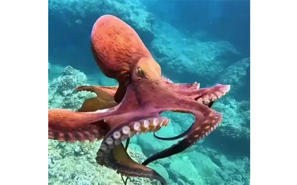 章鱼为什么难养原因是什么? 章鱼为什么难养原因是什么?