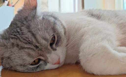 猫咪毛发护理有必要做吗