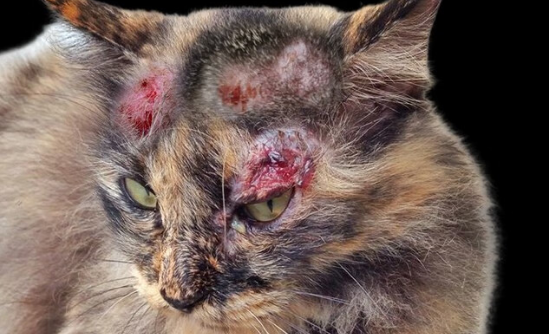 猫的皮肤溃烂用什么药