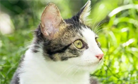 猫拉绿色的稀屎吃什么药