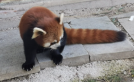 哪里可以买小熊猫