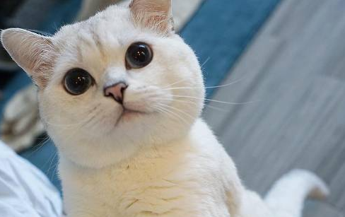 猫打完妙三多发烧死了