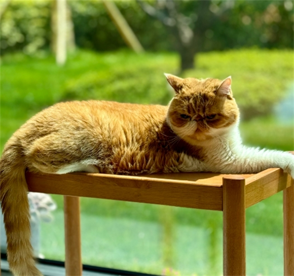 猫为啥夏天也要晒太阳 猫为啥夏天也要晒太阳