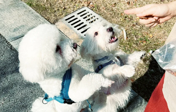 狗狗虽然可爱,但切记不要乱逗 狗狗虽然可爱,但切记不要乱逗