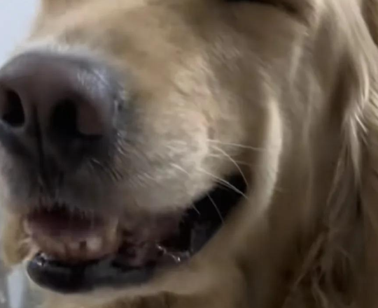 狗狗翻垃圾桶被抓包,嬉皮笑脸让主人立马消了气 狗狗翻垃圾桶被抓包,嬉皮笑脸让主人立马消了气