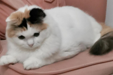 猫咪好几个小时生不出来 猫咪好几个小时生不出来