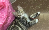 四个月的猫咪多少斤算正常