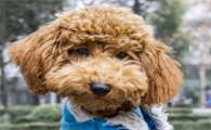 今日科普:泰迪犬多少钱一只?