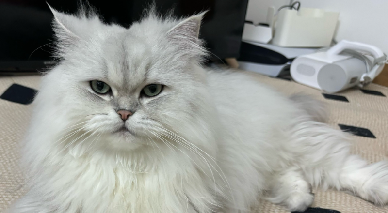  猫喝了一点点可乐有事吗