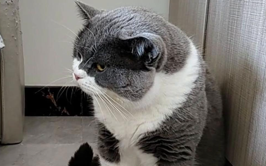 猫鼻支有办法治疗吗 猫鼻支有办法治疗吗