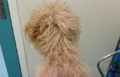 狗狗一块一块脱毛怎么办 狗狗一块一块脱毛怎么办