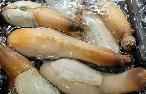 中国象拔蚌多少钱一斤
