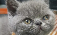 猫咪突然腿瘸了精神食欲不振