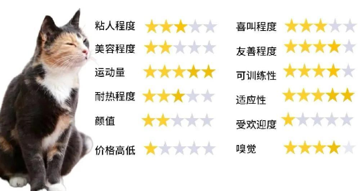 玳瑁猫:猫咪界的色彩大师 玳瑁猫:猫咪界的色彩大师