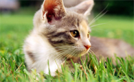 猫咪便秘怎么缓解