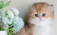 猫不让摸不让抱还咬人怎么办