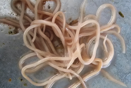 幽门螺杆菌是不是蛔虫