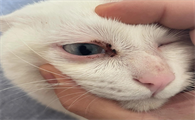 猫咪泪痕怎么回事