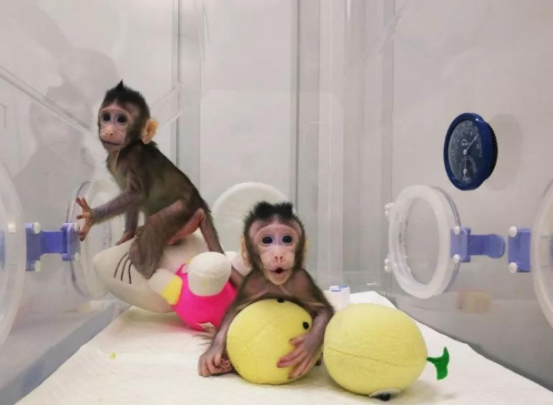 宠物狗可“永生”了?!花38万元帮狗狗“复活”,你愿意吗? 宠物狗可“永生”了?!花38万元帮狗狗“复活”,你愿意吗?