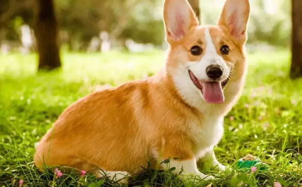 新手想养威尔斯柯基犬?但你真的了解柯基吗? 新手想养威尔斯柯基犬?但你真的了解柯基吗?