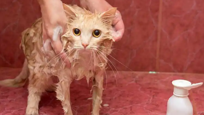 小猫咪身上有跳蚤怎么办 小猫咪身上有跳蚤怎么办