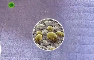 家庭螨虫的最有效方法