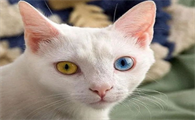 猫咪的两个眼睛颜色不一样是怎么回事