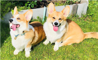 探索威尔斯柯基犬的世界:你知道多少?