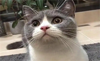 猫咪鼻子不通气能自愈吗