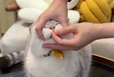 未满月的小猫有跳蚤怎么办