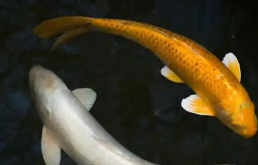 关于热带鱼种类的养殖方法、最适温度 关于热带鱼种类的养殖方法、最适温度