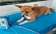 狗子后腿长了一个像肿瘤
