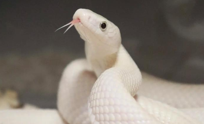 线上线下销售火爆的“异宠”