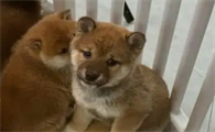 狗狗总是吃自己的大便正常吗