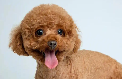 宠物经济不断升温:融资创新高,巨头跨界布局 宠物经济不断升温:融资创新高,巨头跨界布局