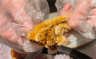 海星的价格是多少