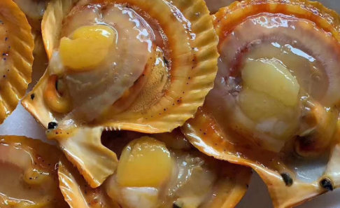 扇贝什么时候最肥美 扇贝什么时候最肥美