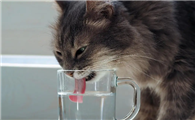 猫咪脱水怎么办