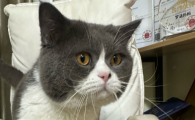 猫吐舌头是热吗