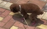 泰迪狗拉肚子怎么办才好