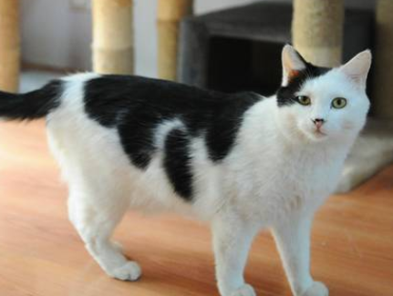 四川简州猫：被视为具有特殊能力的“神猫”