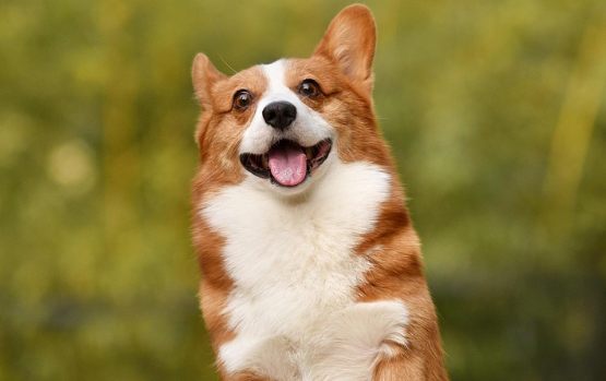 威尔斯柯基犬这短暂的一生，怎么不值得被爱呢