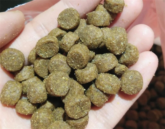 猫挑食怎么办不吃猫粮怎么办 猫挑食怎么办不吃猫粮怎么办