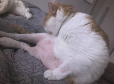 猫咪过度舔毛,是心理焦虑的表现吗 猫咪过度舔毛,是心理焦虑的表现吗