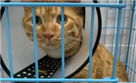 猫咪软便应该吃什么