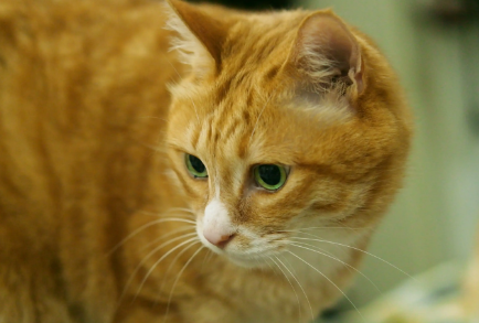 猫咪护食该怎么办