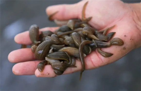 养水蛭的人工饲料