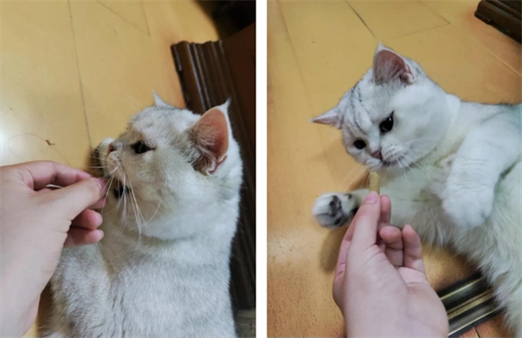 朗诺猫咪冻干推荐|长肉肉的好帮手 朗诺猫咪冻干推荐|长肉肉的好帮手